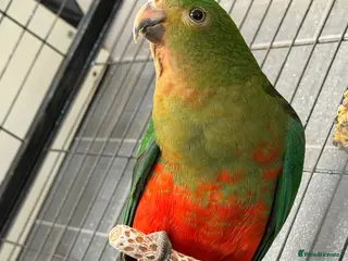 Parrots birds Australian king parrot - Advert 2