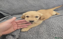 Golden Retriever dogs for sale: Kc Golden Retriever puppies for sale  - Image 30