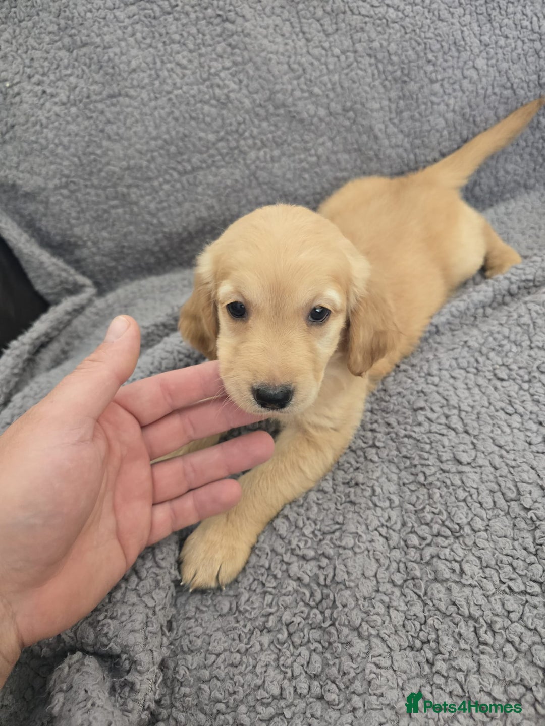 Golden Retriever dogs for sale: Kc Golden Retriever puppies for sale  - Image 30