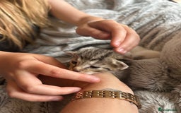 Siamese cats for sale: Siamese X Ragdoll kittens - Image 2