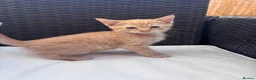 Siamese cats for sale: Stunning kittens  in Salisbury - Advert 2