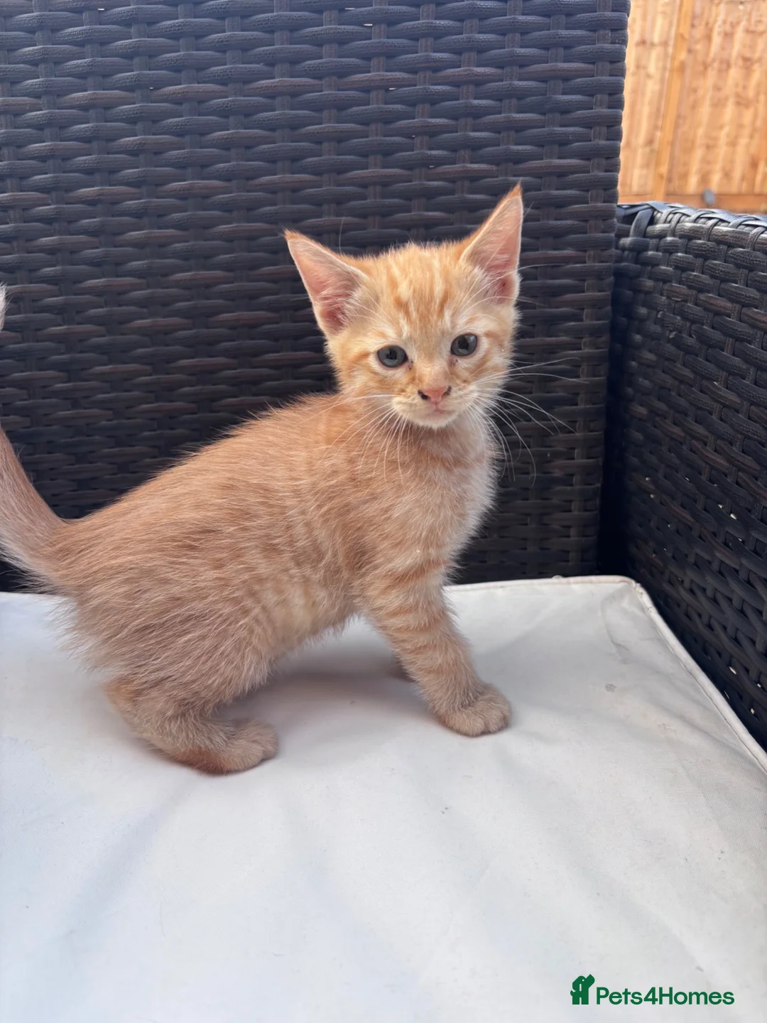 Siamese cats for sale: Stunning kittens  in Salisbury - Advert 2