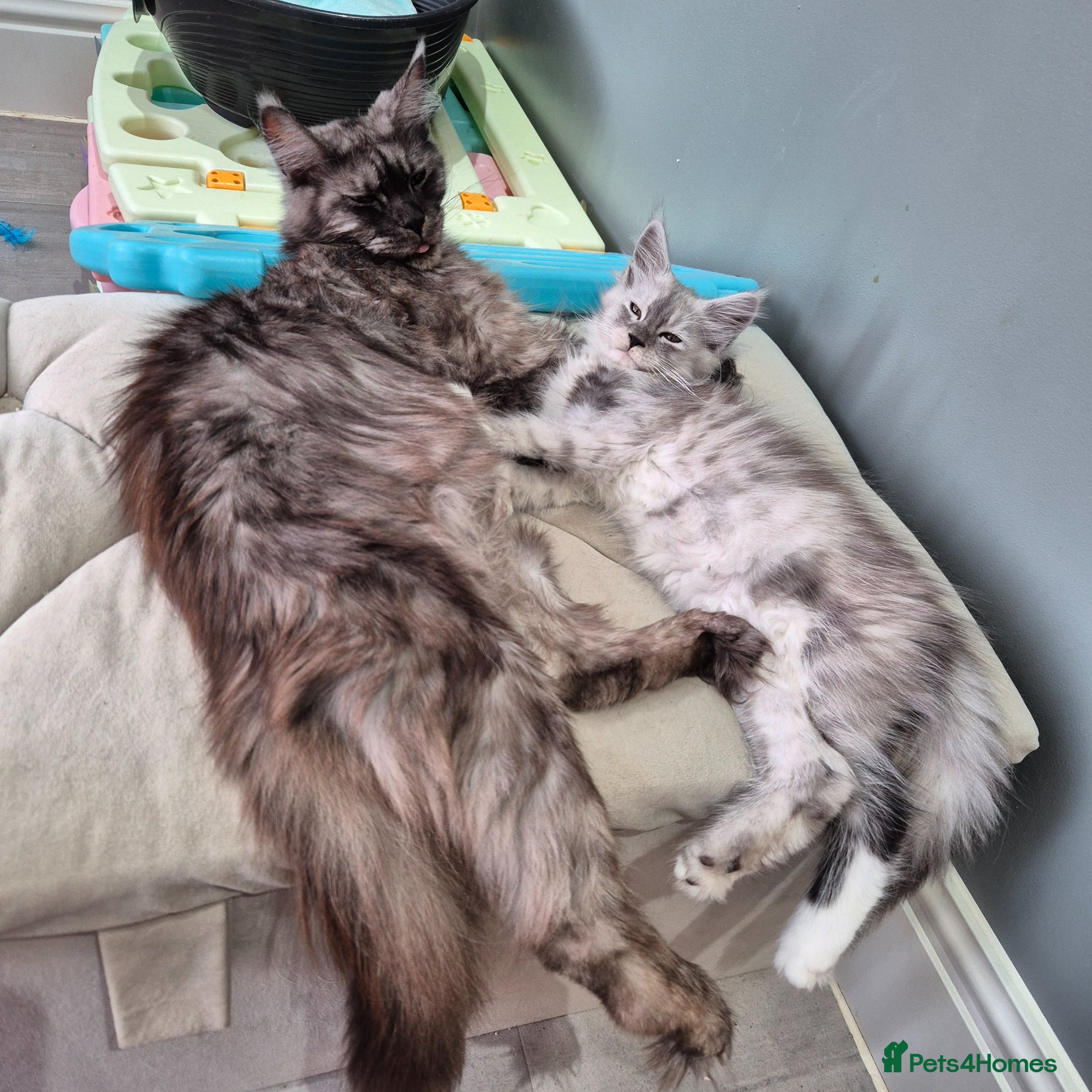 Maine Coon cats Black smoke and Silver kittens - Advert 13