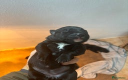 Borador dogs for sale: Labrador X Collie pups - Image 7
