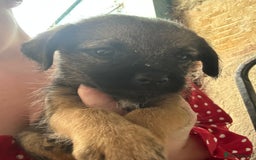Border Terrier dogs for sale: KC Border Terrier Puppies  - Image 4