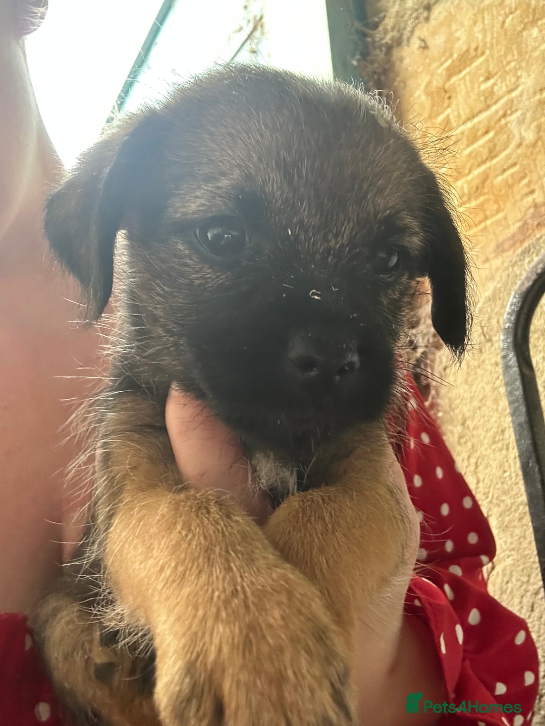Border Terrier dogs for sale: KC Border Terrier Puppies  - Image 4