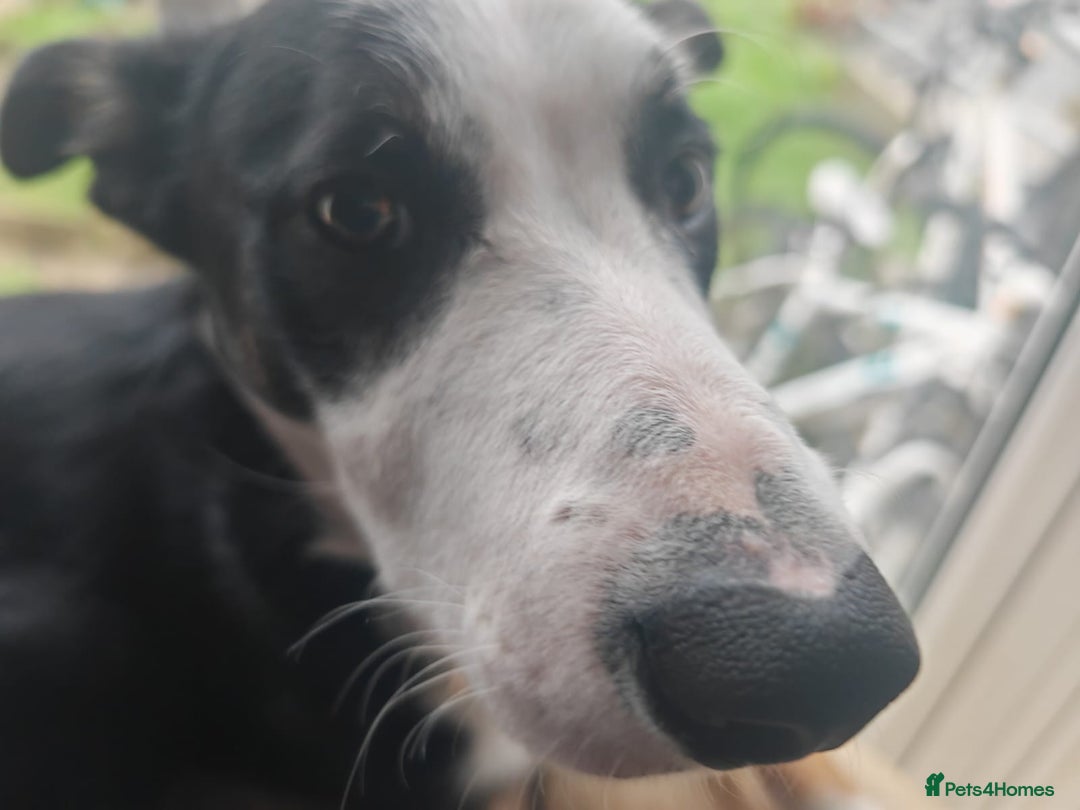 Border Collie dogs for sale: Border Collie Tri Colour - Advert 14