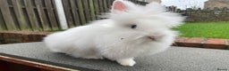Lionhead rabbits for sale: White Lionhead female rabbit - Advert 1