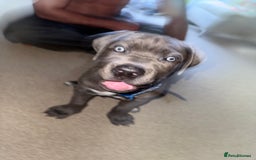 Cane Corso dogs for sale: Came Corao Pup - Image 5