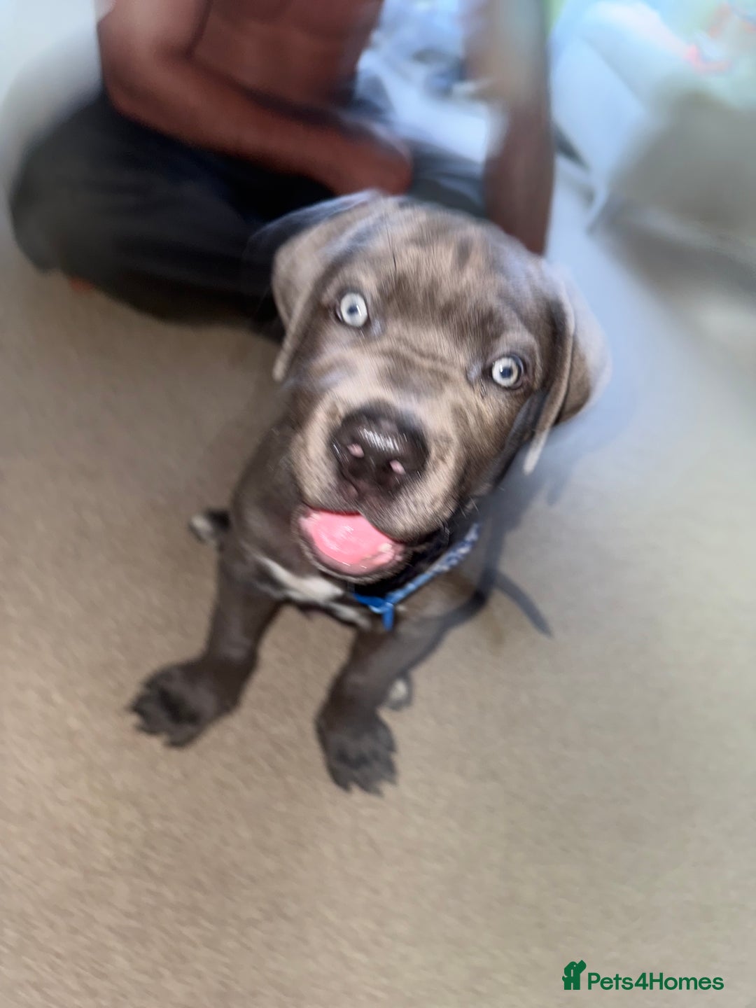Cane Corso dogs for sale: Came Corao Pup - Image 5