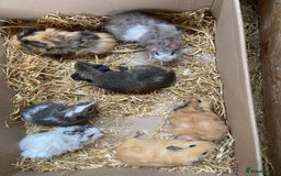 Guinea Pig rodents for sale: For Sale Baby Male Guinea Pigs - Image 1