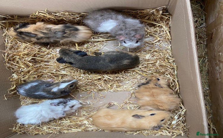 Guinea Pig rodents - Advert 6