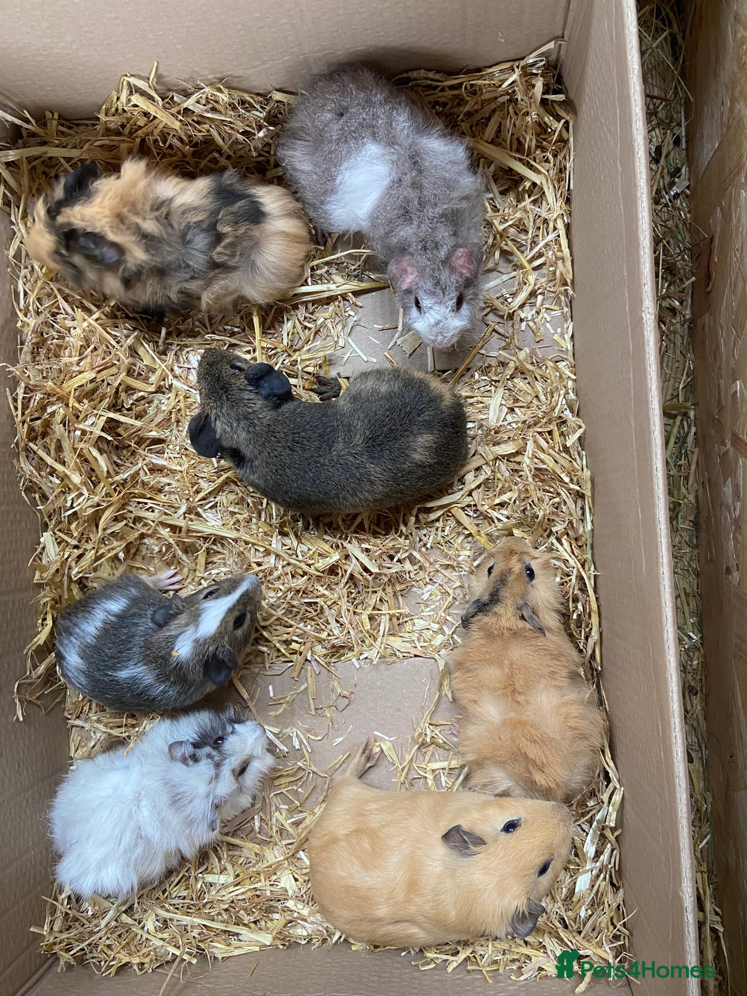 Guinea Pig rodents for sale: For Sale Baby Male Guinea Pigs - Image 1