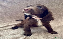 Sprocker dogs for sale: Stunning Sprocker Spaniel puppies  - Image 10