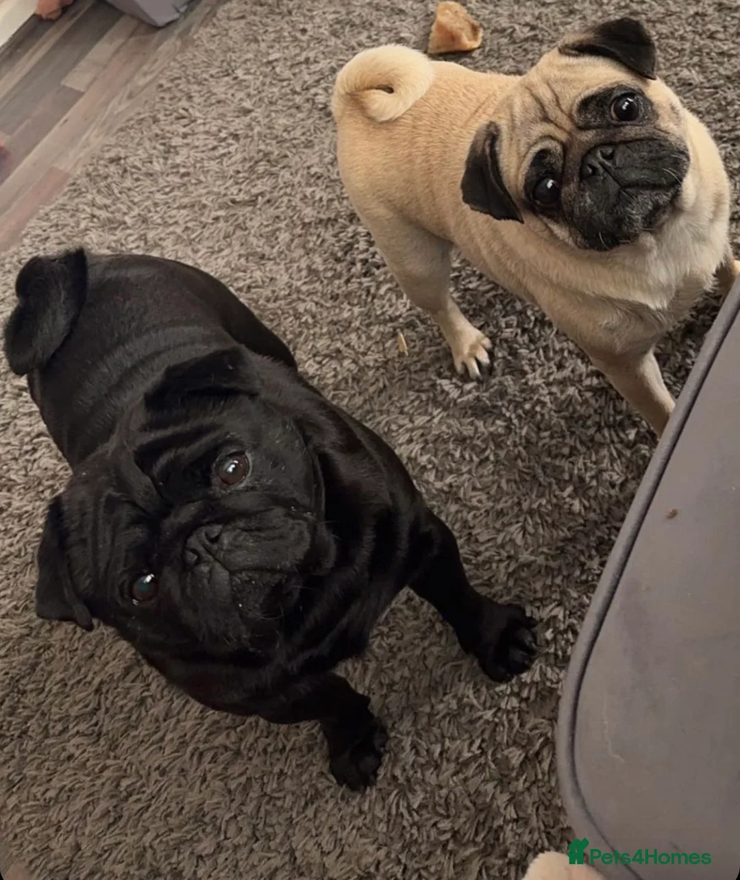 Pug dogs for stud: Pug for stud PDE clear (proven) in Saint Helens - Advert 6