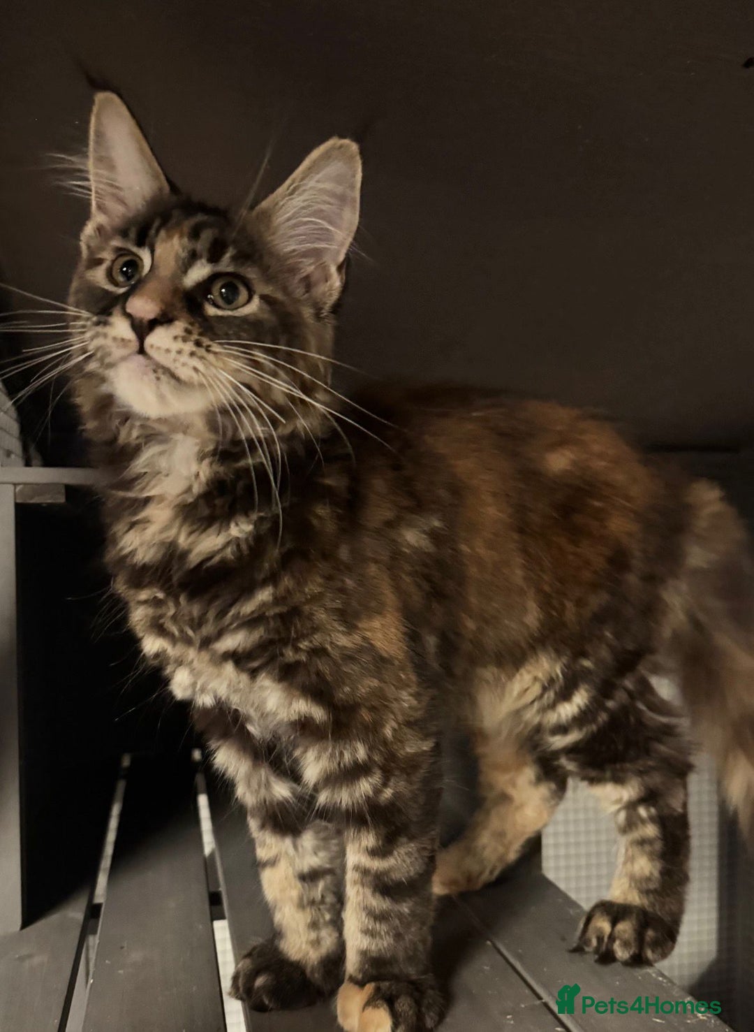 Maine Coon cats for sale: Active, TICA-registered female Maine Coon - Advert 2