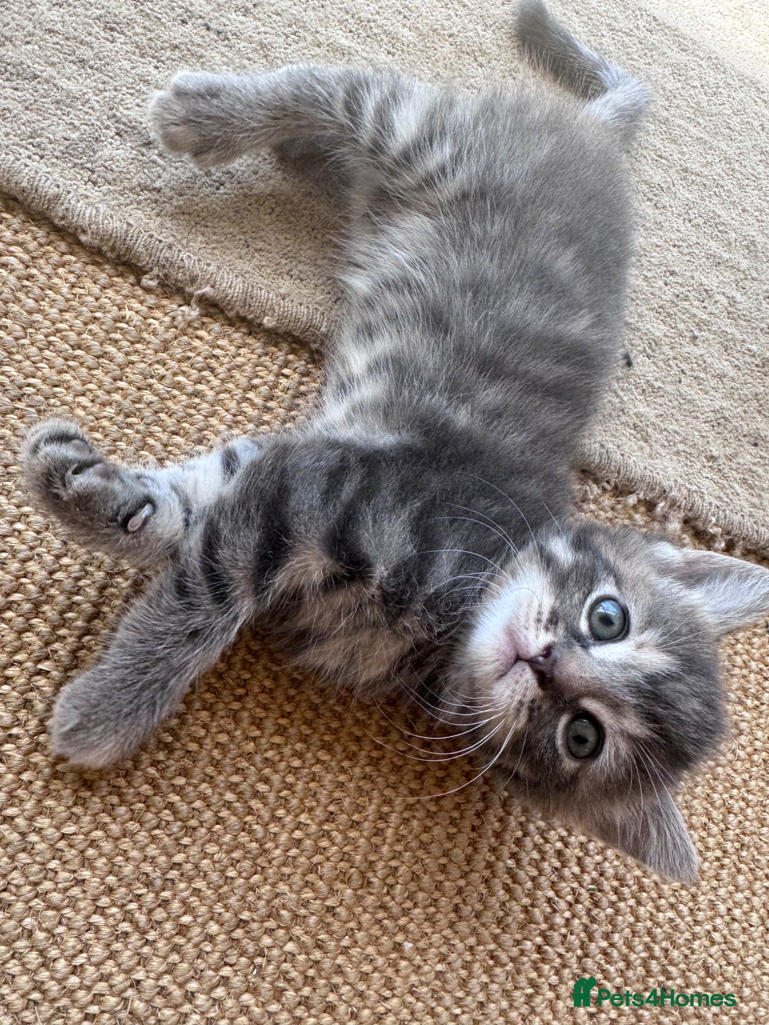 Mixed Breed cats for sale: Gorgeous fluffy affectionate kittens  in Cirencester - Advert 3