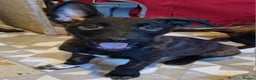 Belgian Shepherd Dog dogs for sale: READY TO GO Mother is Dutch Herder x Malinois  - Advert 39