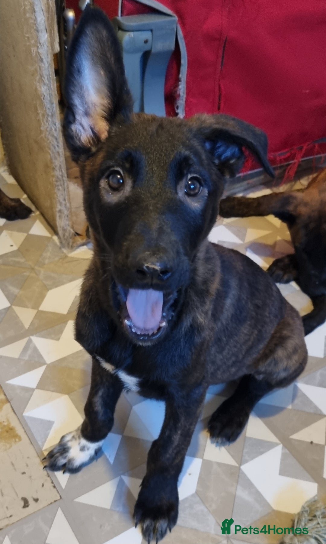 Belgian Shepherd Dog dogs for sale: READY TO GO Mother is Dutch Herder x Malinois  - Advert 39