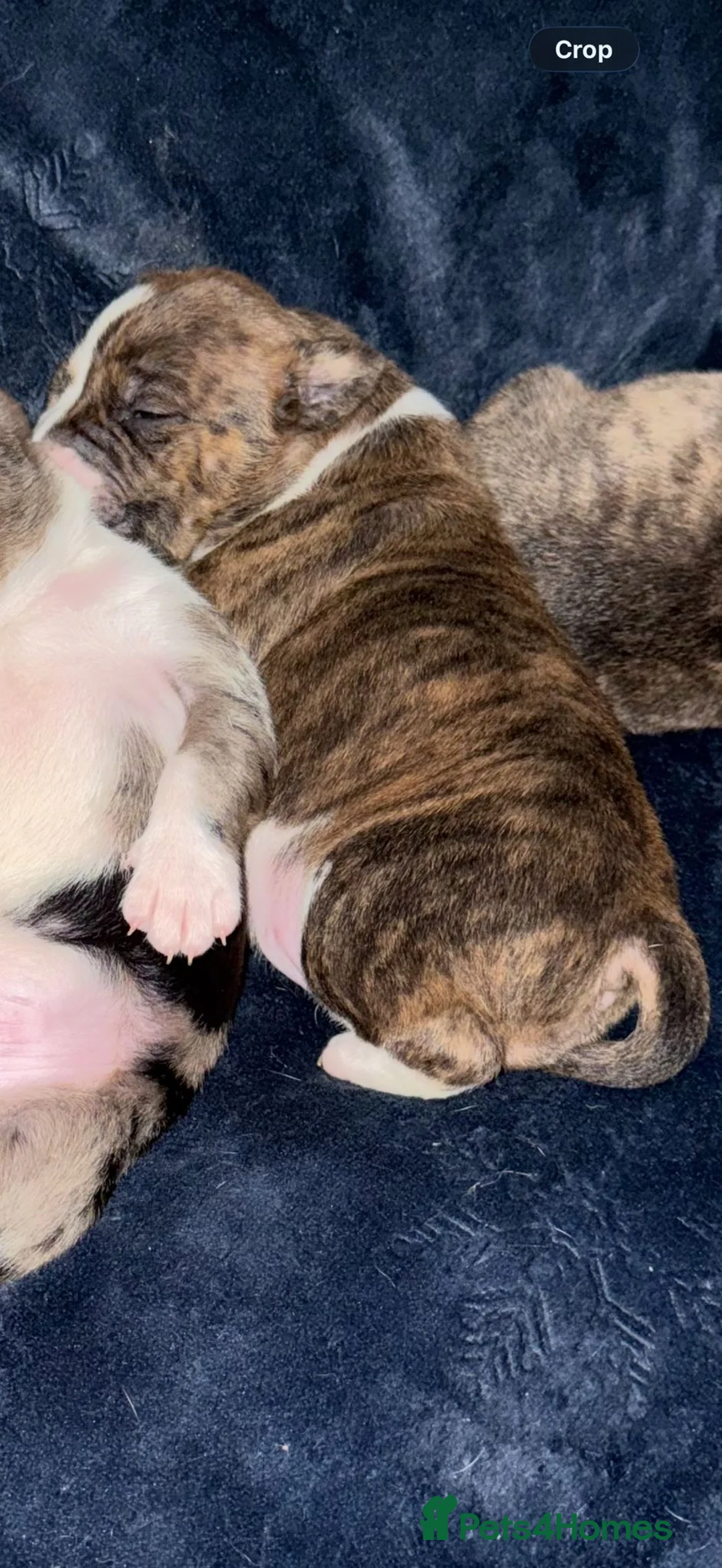 Mixed Breed dogs for sale: Beautiful American bully x staff pups.  - Advert 7