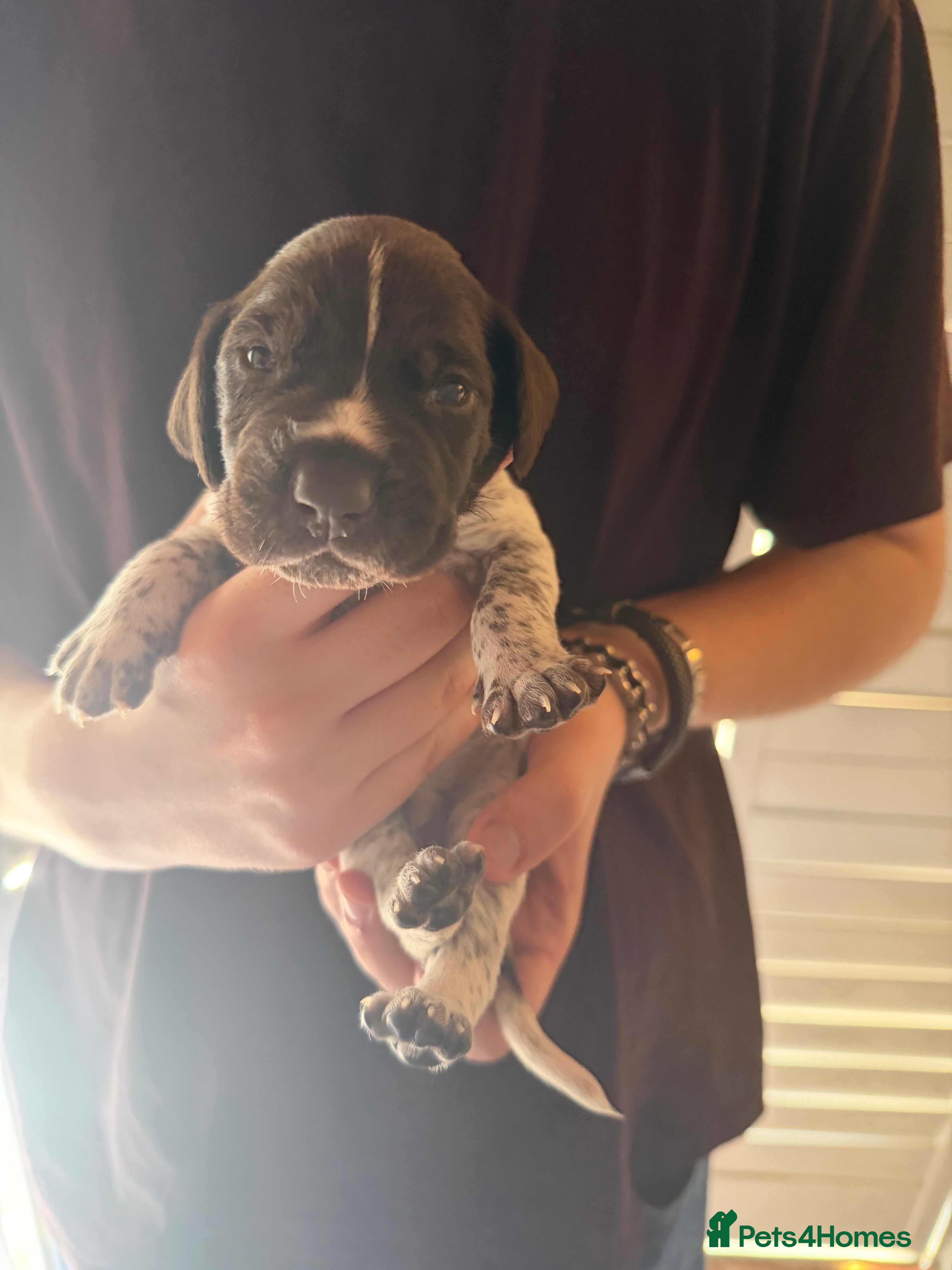 German Shorthaired Pointer dogs Stunning litter of 14 German short-haired pointers - Advert 2