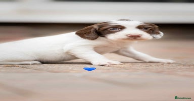 English Springer Spaniel dogs - Advert 14