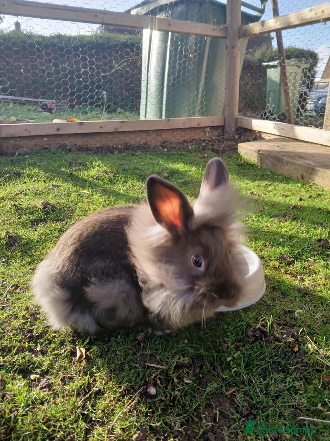 Mixed Breed rabbits for sale: 3 beautiful mixed breed rabbits  - Advert 4