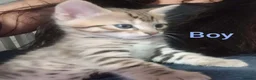 Bengal cats for sale: 5x Bengal kittes in Milton Keynes - Advert 5