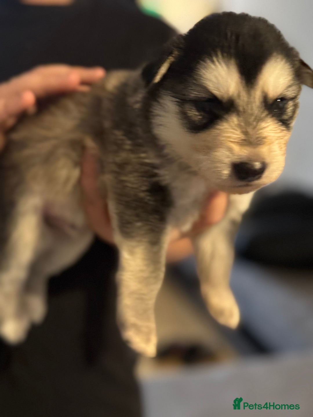 Shepsky dogs for sale: 7 beautiful Shepsky puppy’s available 🫶🏼 - Advert 18