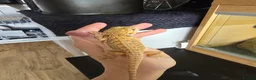 Bearded Dragon reptiles for sale: Ready for homes - Baby Bearded Dragons  - Advert 6