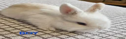 Mini Lop rabbits for sale: Gorgeous mini lop babies  - Advert 3
