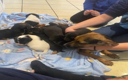 Jack Russell dogs for sale: Adorable Jack Russell puppy’s - Advert 9