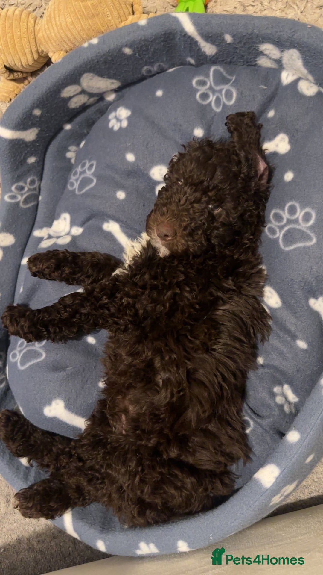 Cockapoo dogs for sale: Cockapoo for sale - Advert 5