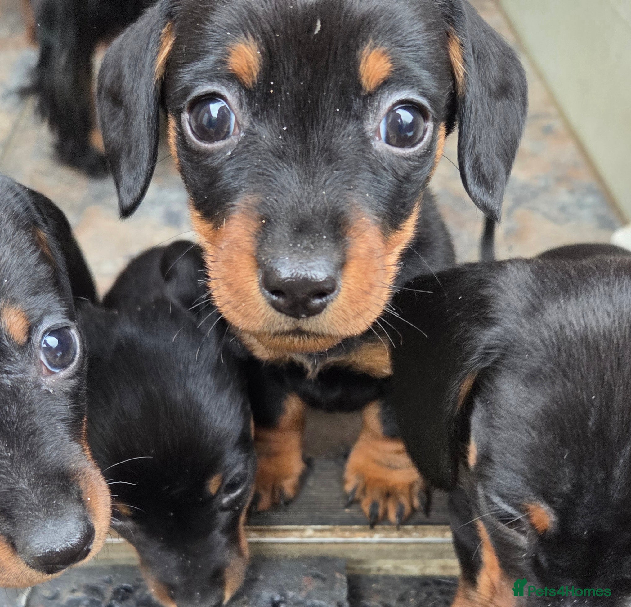 Miniature Dachshund dogs Miniature Dachshunds - Advert 1