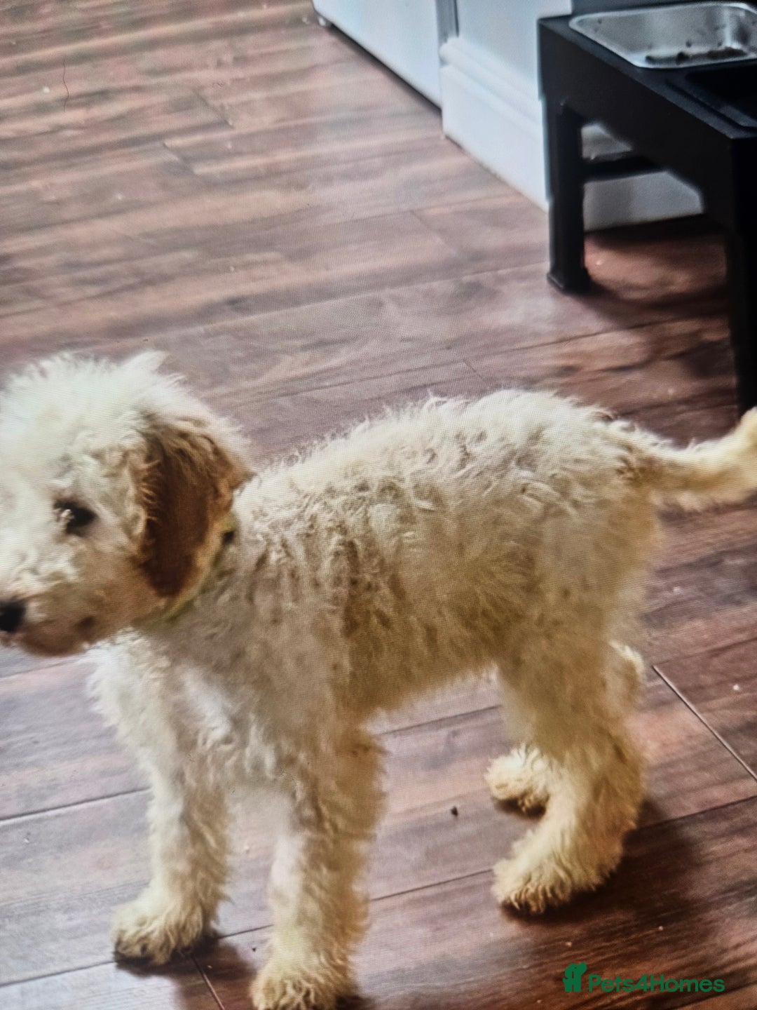 Cockapoo dogs for sale: Cockapoo - Advert 4