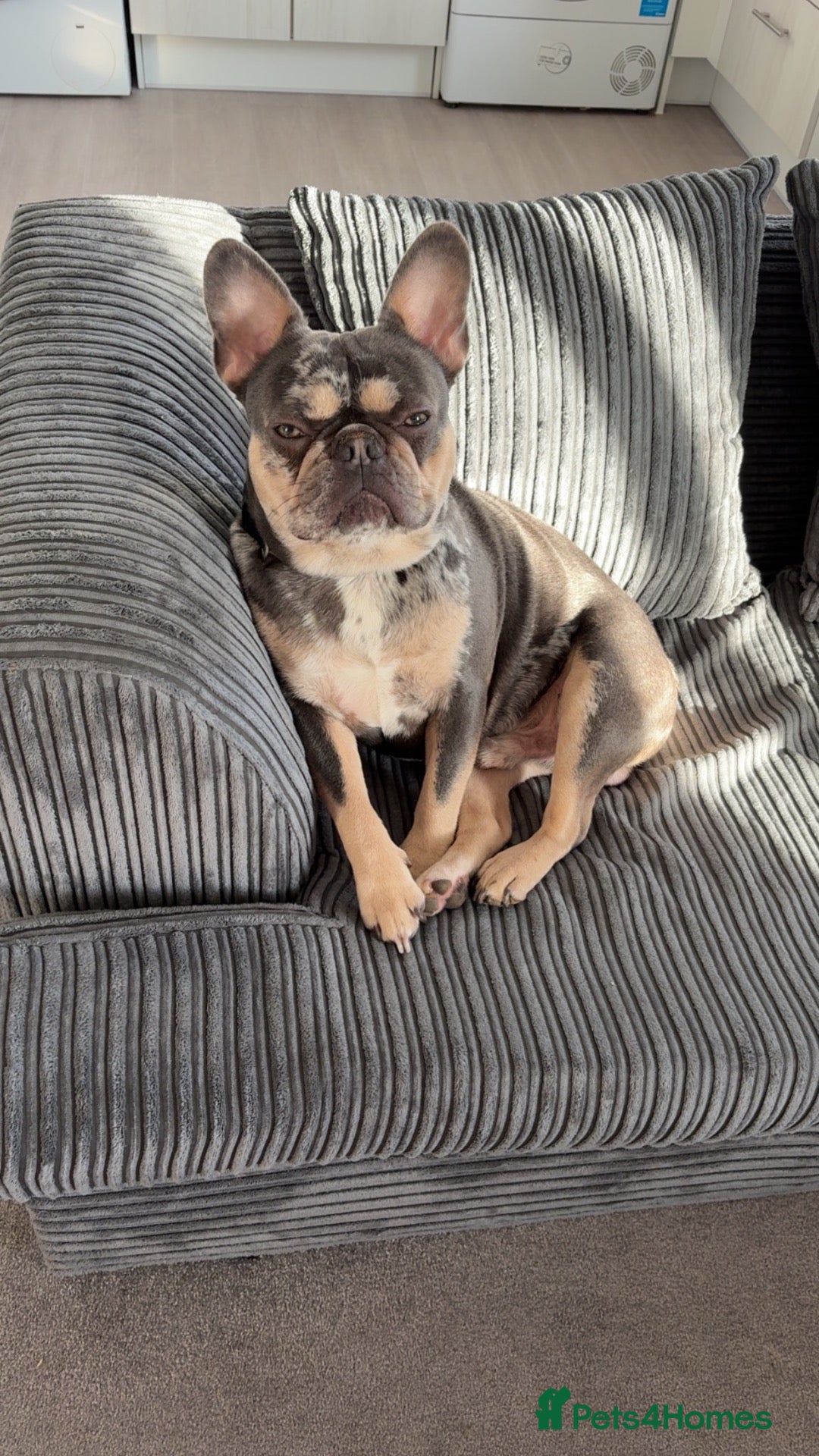 French Bulldog dogs French bulldog for stud  - Advert 1
