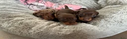 Miniature Dachshund dogs for sale: Stunning miniature kc dachshund pups for sale  - Advert 4