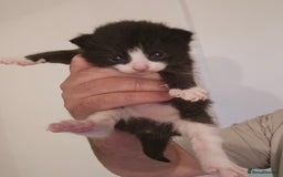 Domestic Shorthair cats for sale: 4 gorgeous kittens looking for there forever homes - Image 3