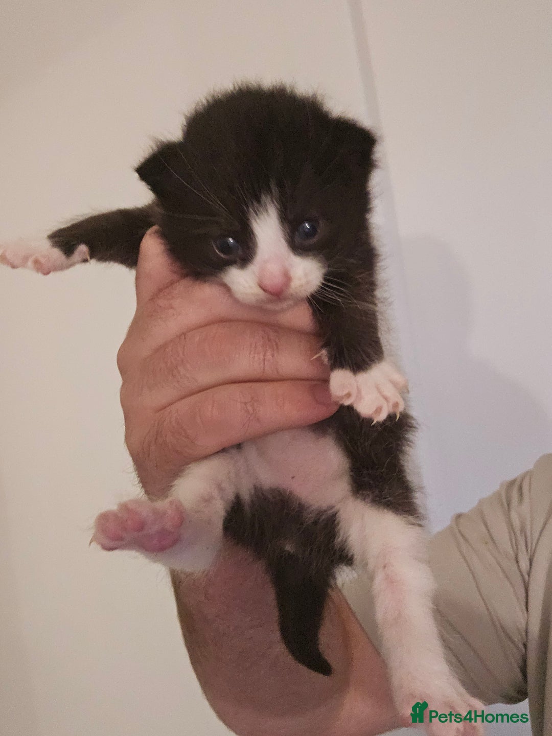 Domestic Shorthair cats for sale: 4 gorgeous kittens looking for there forever homes - Image 3