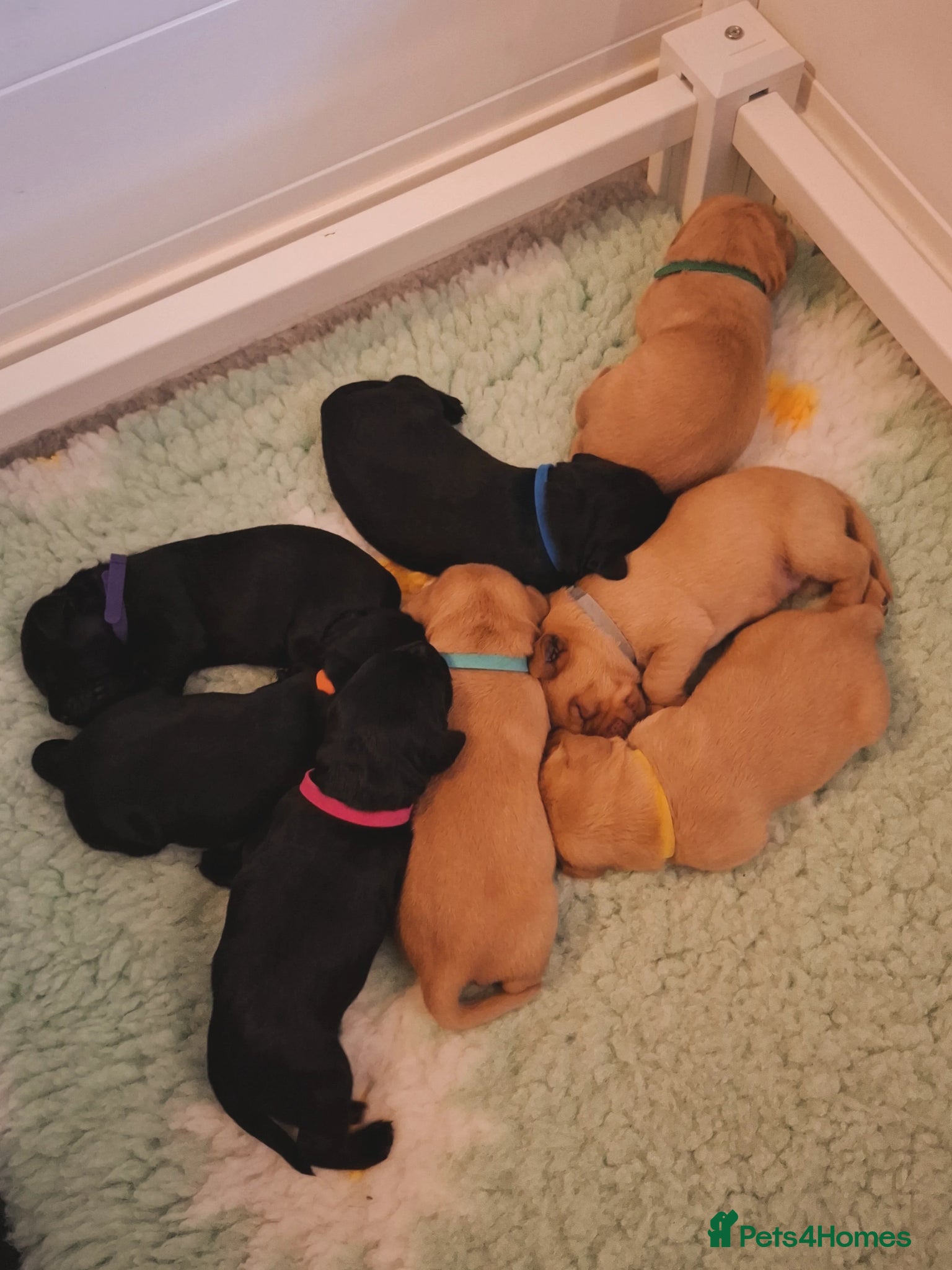 Labrador Retriever dogs for sale: Labrador Puppies – Black & Fox Red in Peterborough - Advert 7