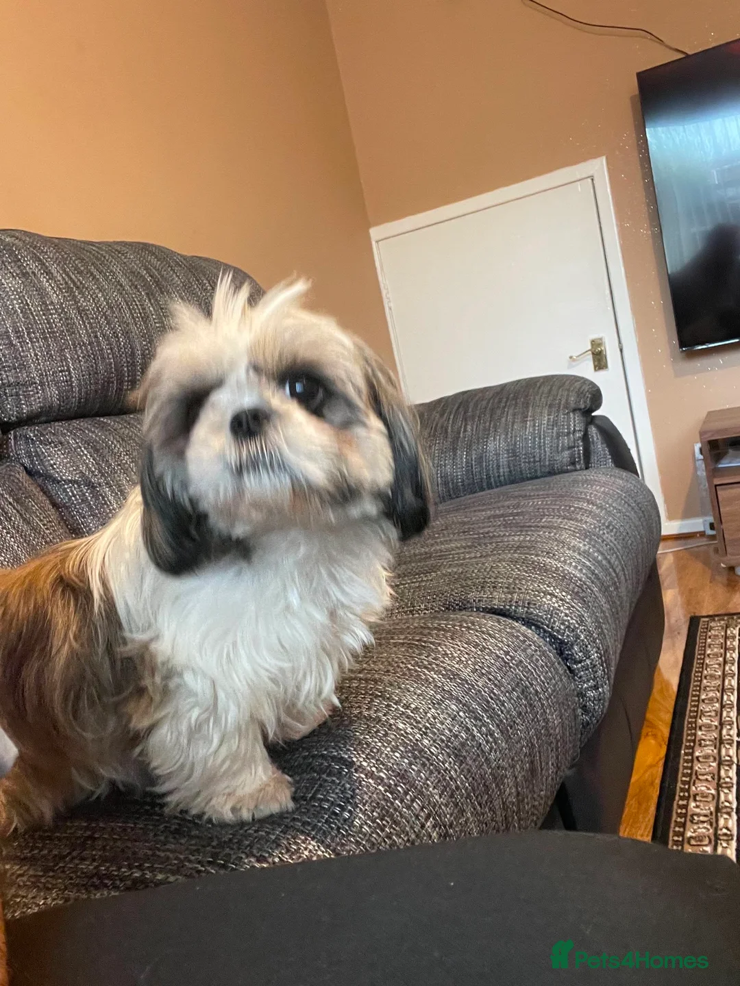 Shih Tzu dogs for sale: Beautiful Shihtzu New-Home in Newcastle upon Tyne - Advert 2