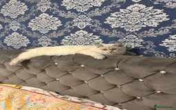 Siberian cats for sale: Siberian < 1 year old - Image 2