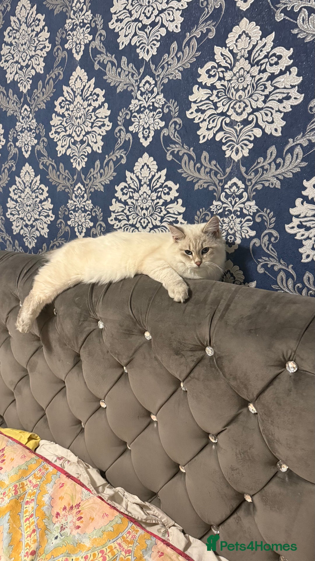 Siberian cats for sale: Siberian < 1 year old - Image 2