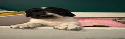 English Springer Spaniel dogs for sale: KC Registered Spring Spaniels - Advert 3