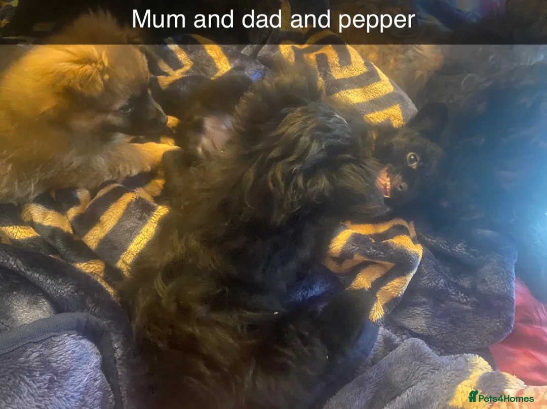 Mixed Breed dogs for sale: Maltipom puppies are now ready for new homes - Advert 19