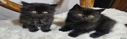 British Shorthair cats for sale: Tica British Shorthair & Longhair Champion Lines in Wigan - Advert 22