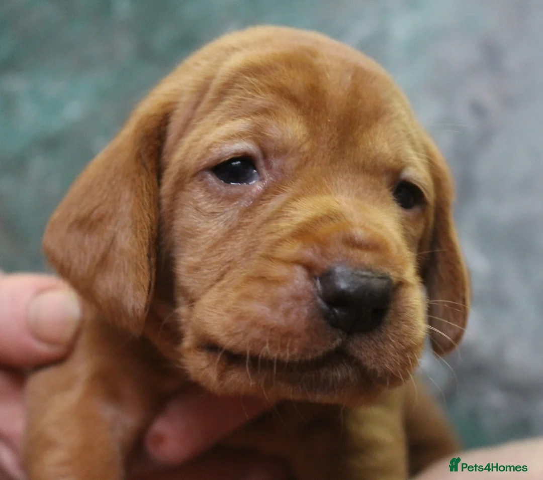 Mixed Breed dogs for sale: Hungarian vizsla cross cocker spaniel puppies - Advert 27