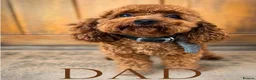Cockapoo dogs for sale: Beautiful Cockapoo Puppies - Advert 6
