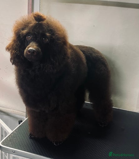 Gallery Image {{count}}