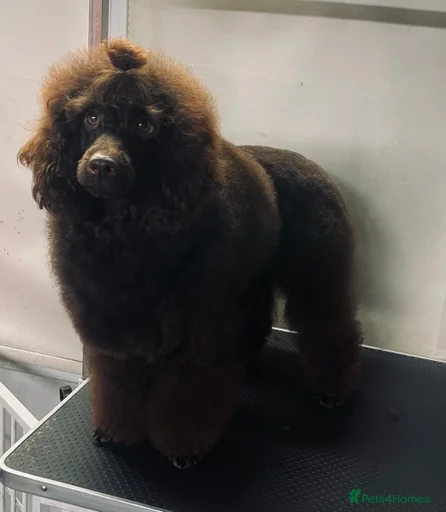 Gallery Image {{count}}